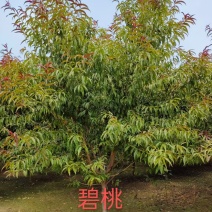 红叶碧桃3/4/5/6/7公分规格齐全成活率高价格低