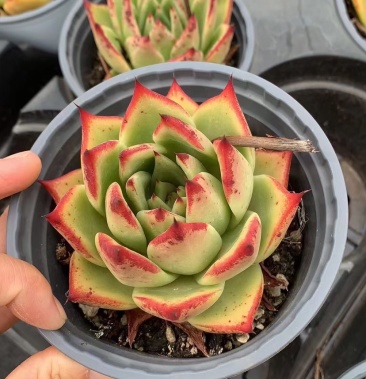 [多肉植物批发]黄皮乌木 125# 清棚价 发货标准如图价格6.