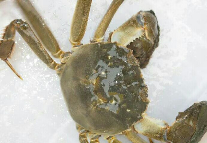 展示青蟹与大闸蟹的外形对比,青蟹为海水蟹,体型较大,颜色偏青;大闸蟹为淡水蟹,腹部洁白,绒毛明显 青蟹与大闸蟹对比图