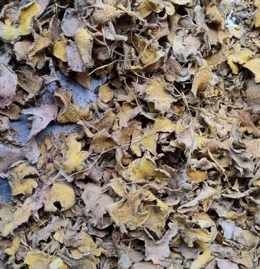 珊瑚姜 贵州阴姜 发热姜 真菌姜 防嗮姜