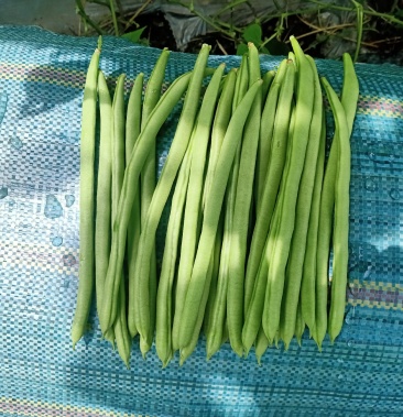 保山市隆阳区精品小金豆,无筋豆,扁豆涨价中.