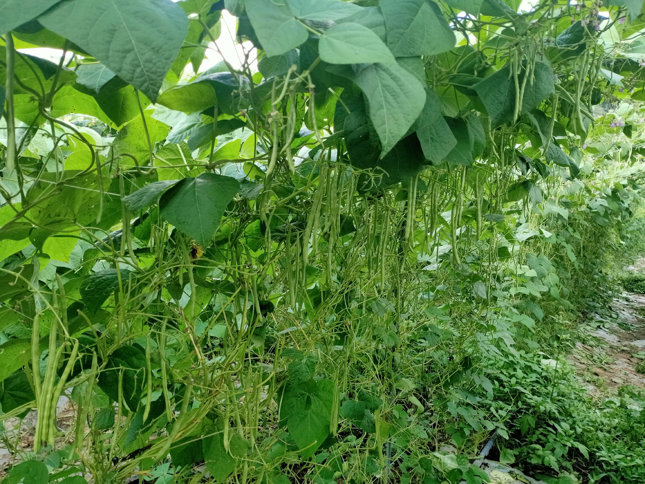 “翡翠脆荚”扁豆在田间种植的场景图