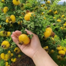 冕宁县原生态刺梨，自然成熟，味道独特，物美价廉