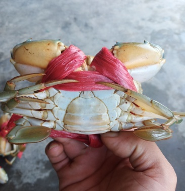 福建青蟹 鲜活肉蟹 统蟹 自家养殖 养殖基地直销