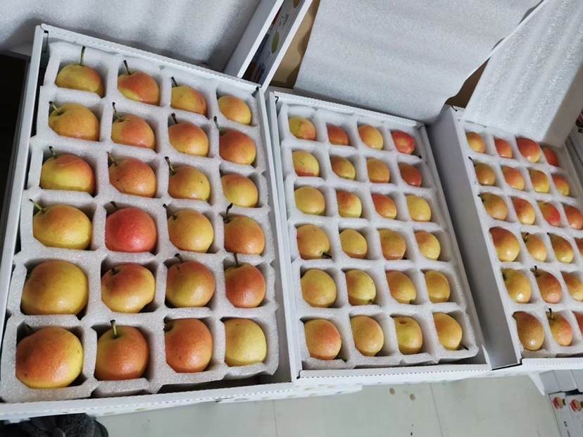 一张对比展示图,排列着四种不同等级的南果梨:左侧为特级果(最大,色泽金黄带红晕),依次向右递减,最小的为迷你果;每排下方标注对应重量范围(如220g+、180-220g等);背景为白色布纹,突出果实细节 南果梨不同等级对比图