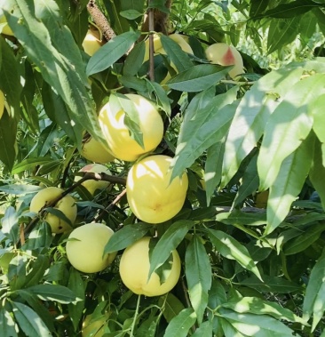 [永莲蜜桃批发]永莲7号价格2.10元/斤 - 一亩田