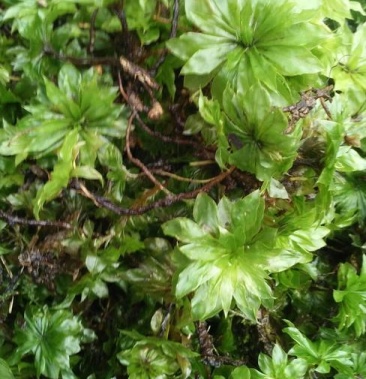 正宗云南野生回心草