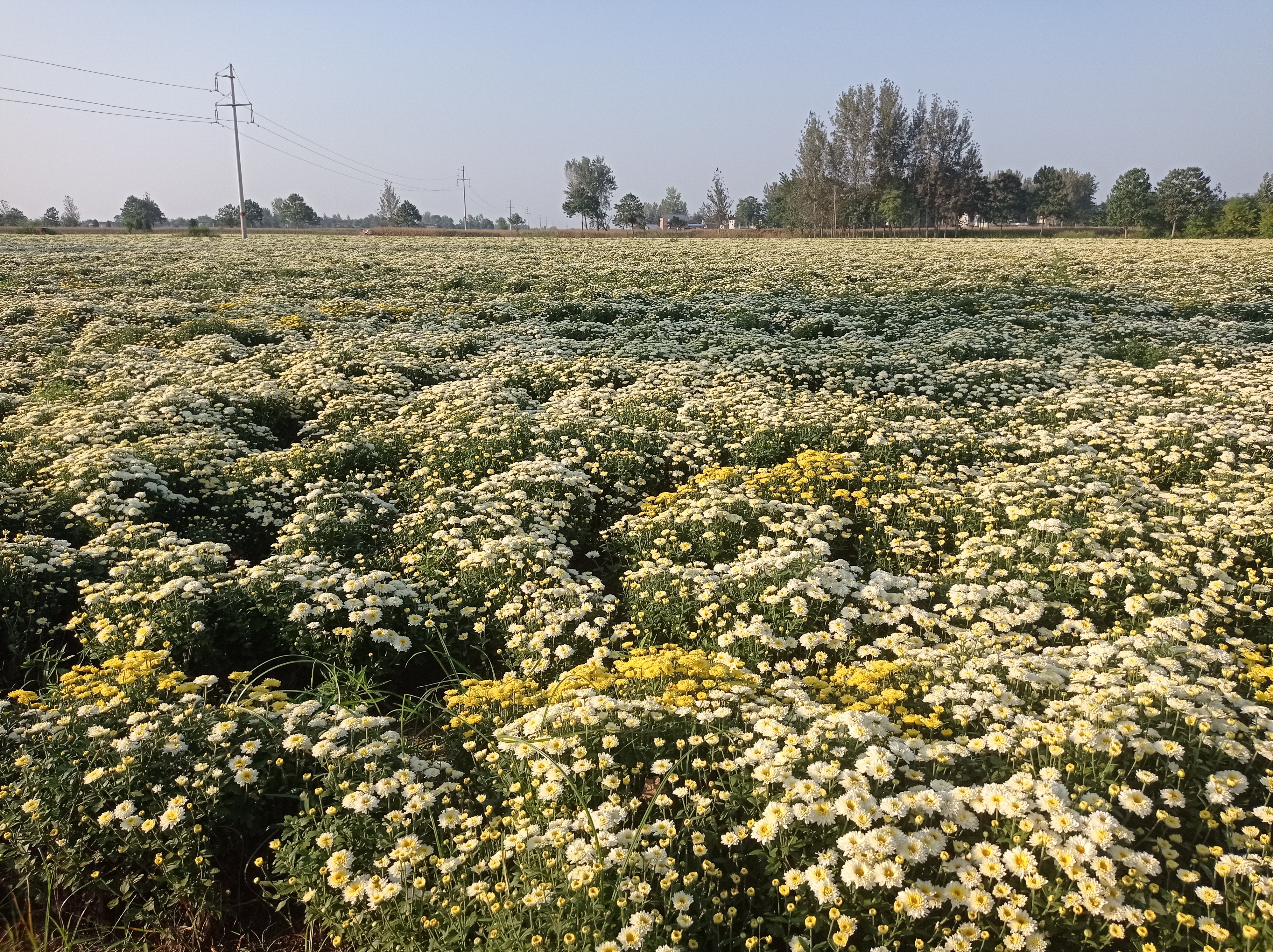 杭白菊茶园航拍图