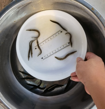 中华刺鳅苗批发,中华沙鳅苗供应,芝麻锯苗批发基地认准腾海