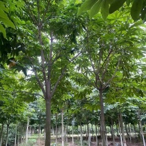 山西运城绛县七叶树苗圃直供量大从优欢迎咨询采购