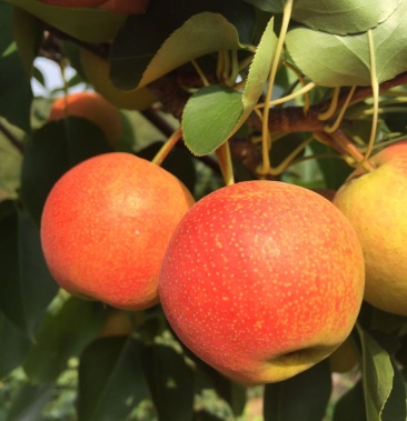 [南果梨批发]鞍山海城特产南果梨 汁多肉厚皮薄价格0.