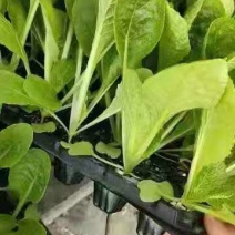 白菜苗黄芯大白菜苗白菜种苗3斤5-6斤重品种