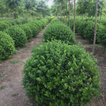 卫矛球120/150/180高度规格齐全成活率高价格优惠