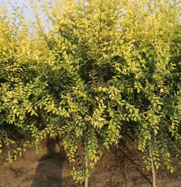 [金叶榆批发]矮接金叶榆价格8.50元/棵 - 一亩田