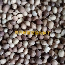 辽宁营口马哈利种子樱桃种子樱花种子