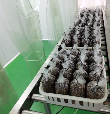 [羊肚菌菌种批发]羊肚菌菌种价格5.00元/袋 - 一亩田