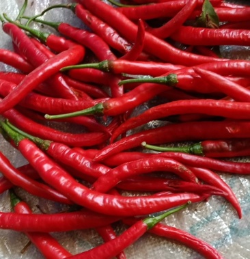 青红线椒可做烘干可打酱青的可做泡椒有意者联系我
