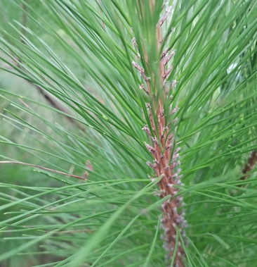 出售大量正宗野生马尾松松针40年份50年份60年
