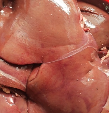 育肥羊肝,一手货源,常年有货