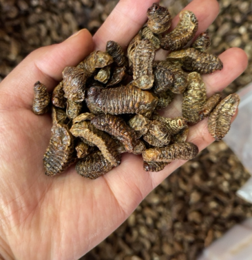 蛴螬中药材大全蛴螬干货实图包邮