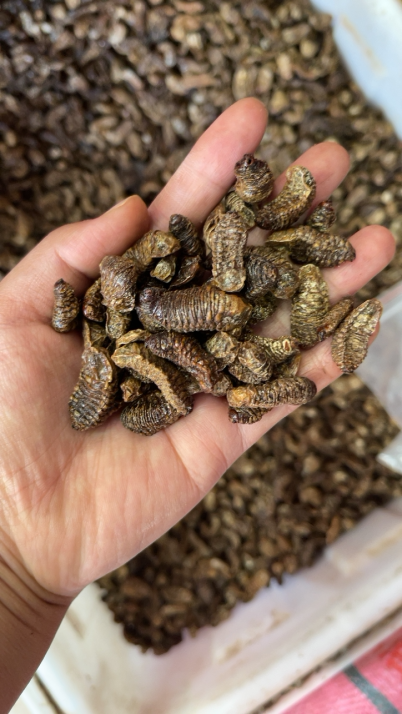 看了又看蛴螬 500g 包邮包邮蛴螬干土蚕 老母虫¥25.00/斤