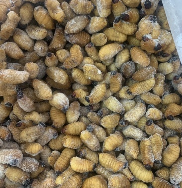 [竹虫批发]竹虫价格9.90元/斤 - 一亩田