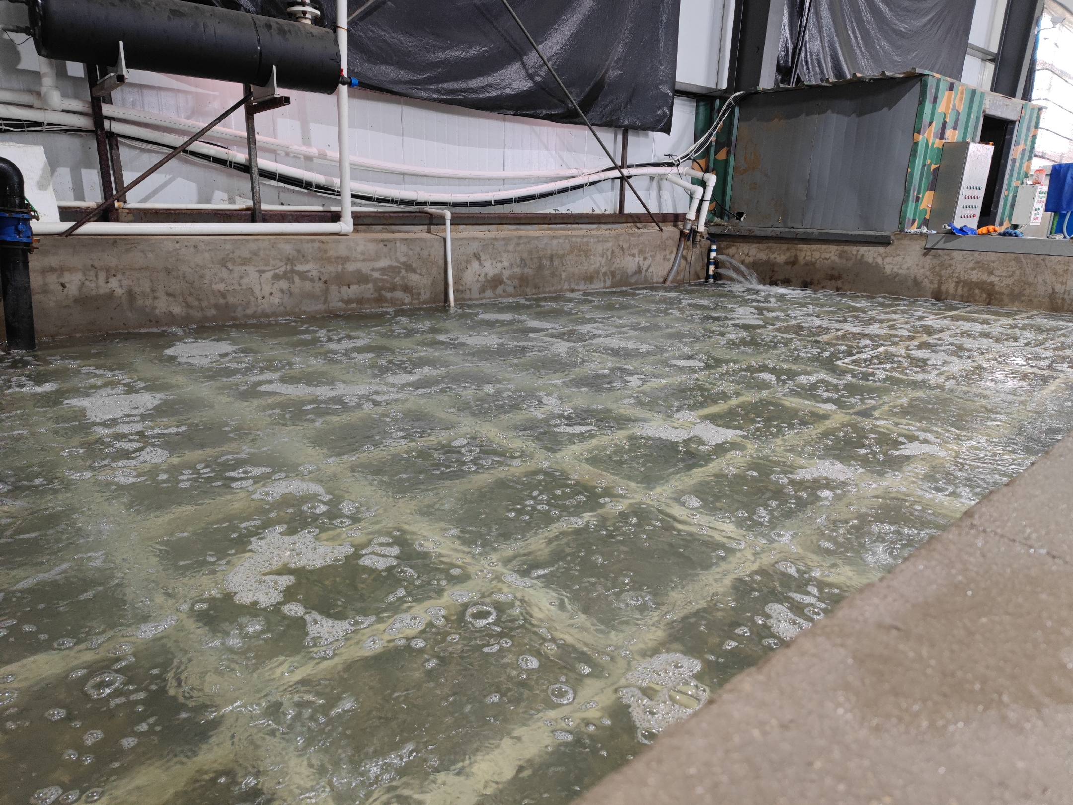 俯拍视角,透明玻璃盆盛装淡盐水。左侧盆中花蛤排列紧密,壳面湿润,可见细小气泡从缝隙溢出;中间盆水体清澈,底部积聚灰黑色细沙,花蛤壳体闭合;右侧盆水面漂浮5只花蛤,壳口完全张开呈‘喇叭状’,部分壳内可见乳白色浑浊液体渗出,水面浮有零星白色泡沫。 花蛤盐水吐沙实验过程图:左中右三格对比。左侧为刚入盆的花蛤(多数微张,少量吐沙);中间为浸泡15分钟后的状态(多数闭合,沙粒沉底);右侧为死亡花蛤特写(全部浮于水面,壳口全开,水体浑浊泛白沫)