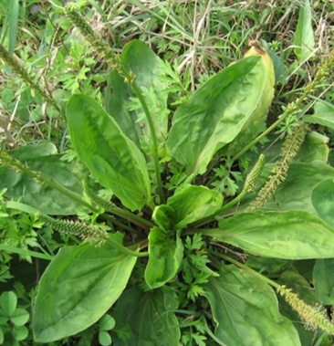 [车前草批发]车前草干价格2500.00元/斤 - 一亩田