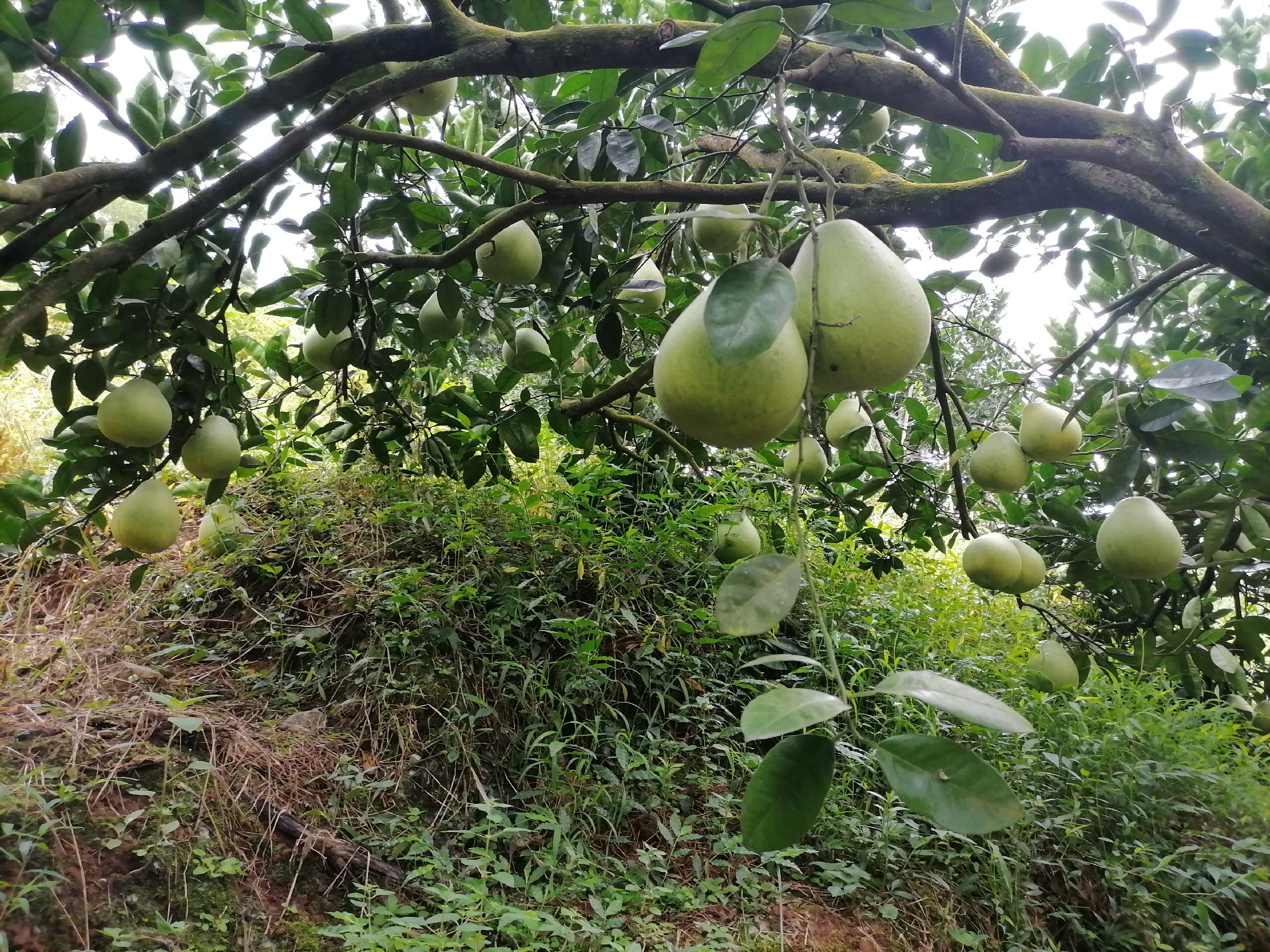 广西省梧州市苍梧县某标准化红肉沙田柚种植基地,连片果树整齐分布于丘陵坡地,树势健壮,叶片浓绿,部分果树已挂满金黄色果实;空中俯视视角,展现规模化现代农业景观,远处有农人正在采收,体现丰收场景 红肉沙田柚果园实景航拍图