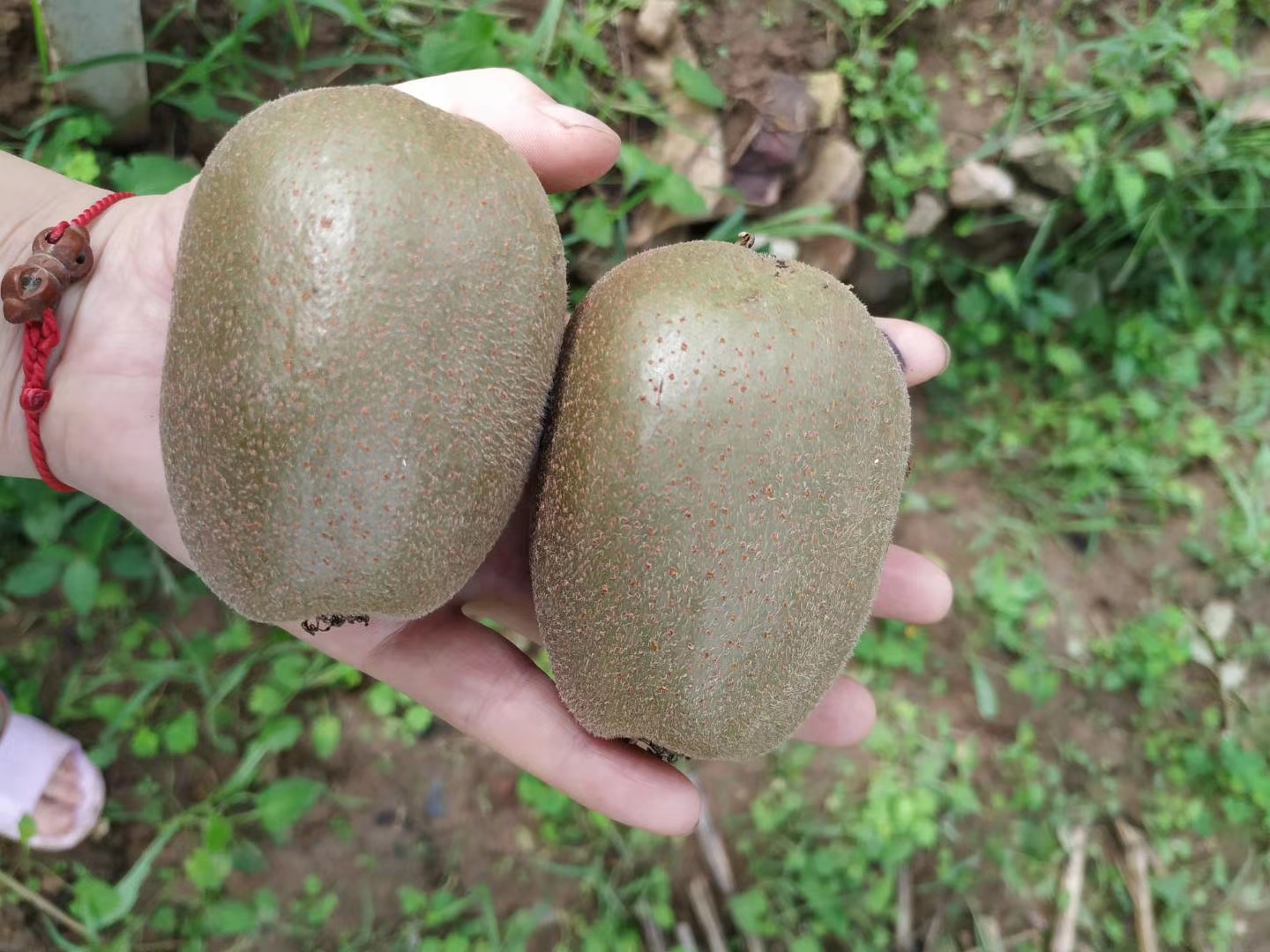 一只干净的手正在用拇指轻压一颗绿心猕猴桃的两端,测试其软硬程度。猕猴桃放置在白色陶瓷盘中,背景虚化,光线明亮自然,强调操作细节和水果的新鲜状态 手部正在轻轻按压猕猴桃测试成熟度