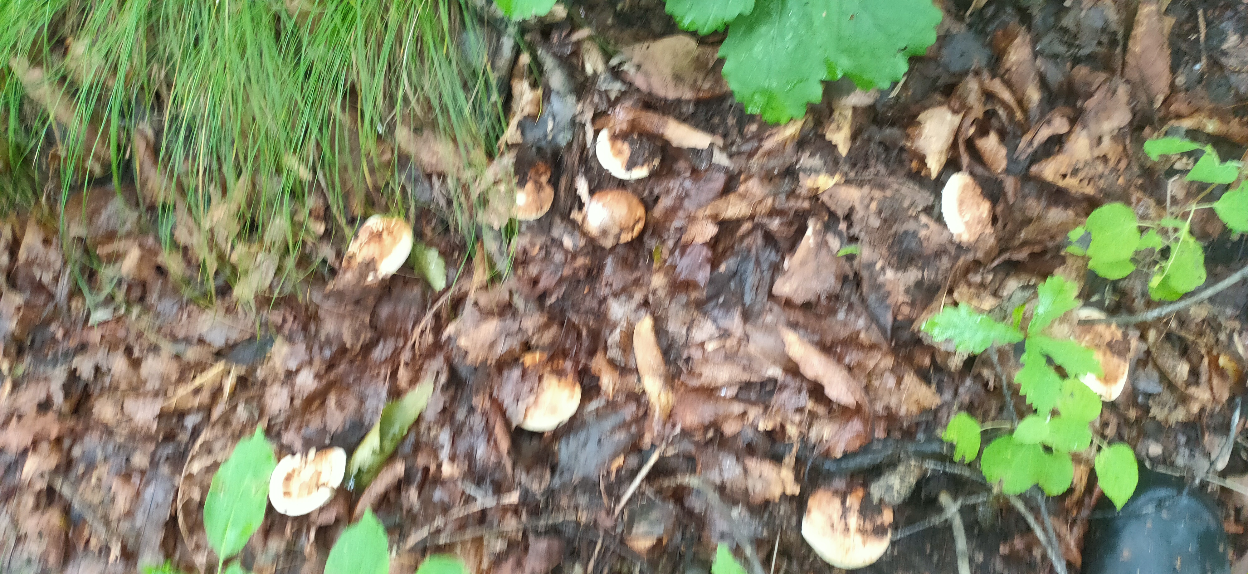 松茸采集现场