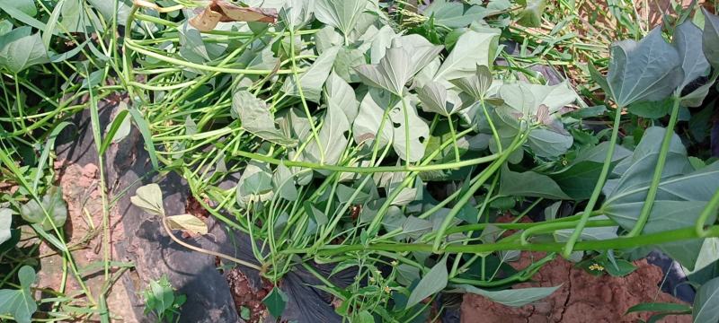 哪里有卖板栗树苗的市场
