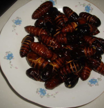 东北大茧可割出蚕蛹蚕小神仙