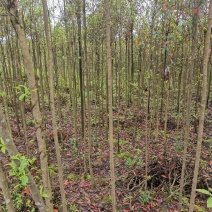 杜英3-4/5公分，山杜英，田苗，根系发达，主营树种