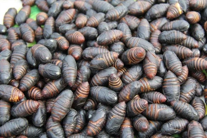 东北大茧,可割出蚕蛹,蚕,小神仙