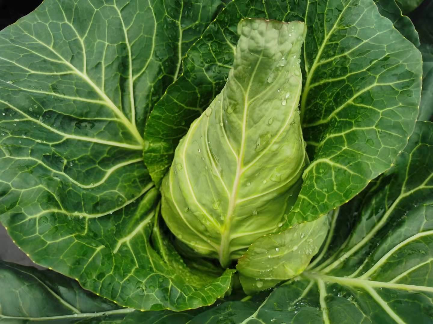 山西牛心甘蓝采收与分拣场景