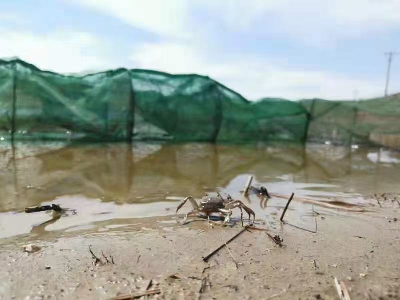 大闸蟹在湖水中爬行