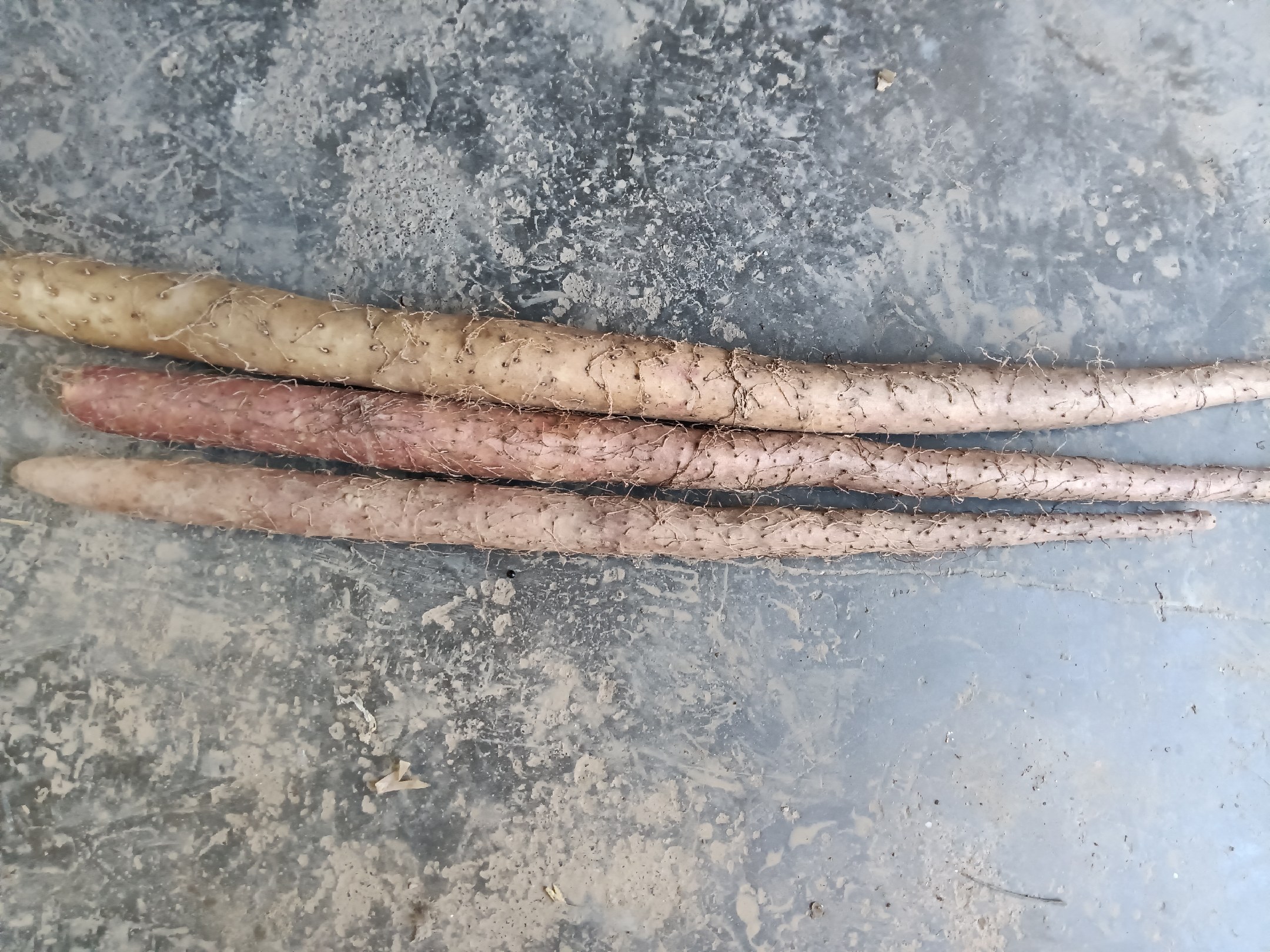 白玉山药与铁棍山药并列对比图