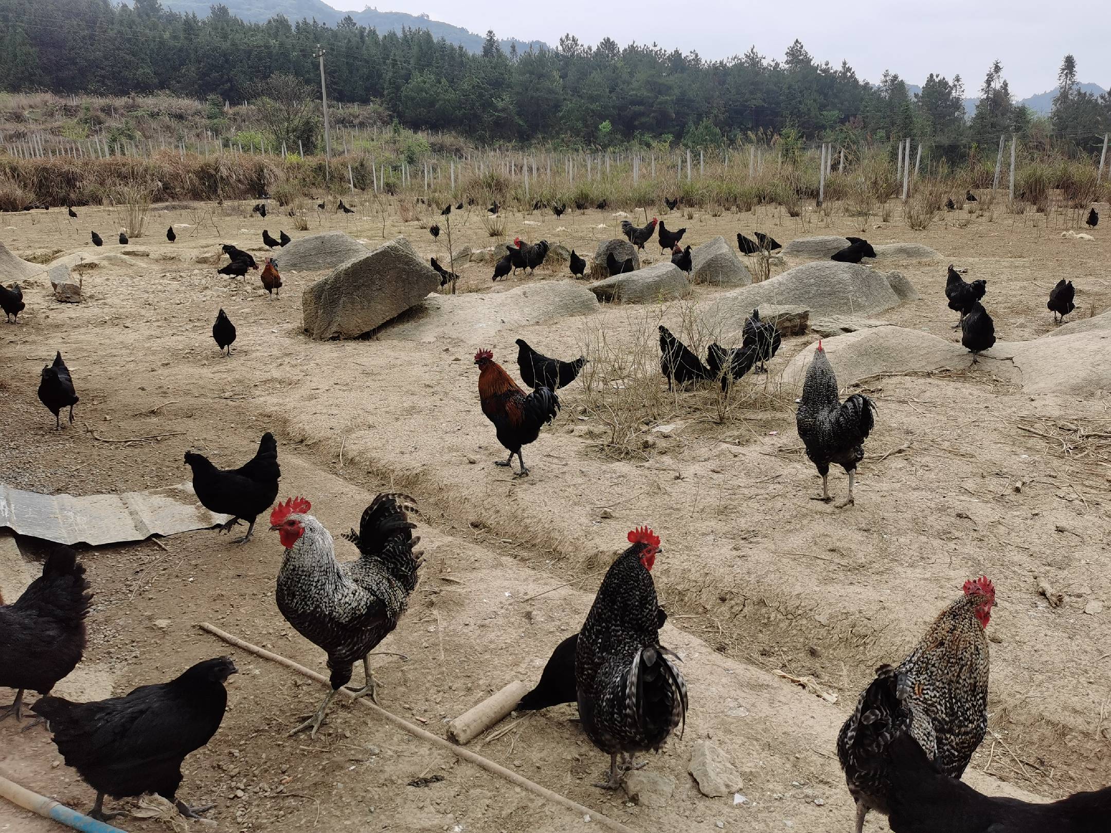 家禽在田间活动