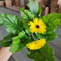 非洲菊实物实拍图状态很好发货标准如