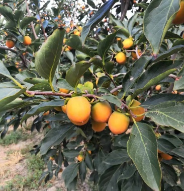 [红柿批发]吊红柿子价格2.00元/斤 - 一亩田