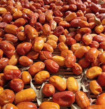 大果沙枣 玉门美食特产 5斤一袋 全国发货 沙枣种生产