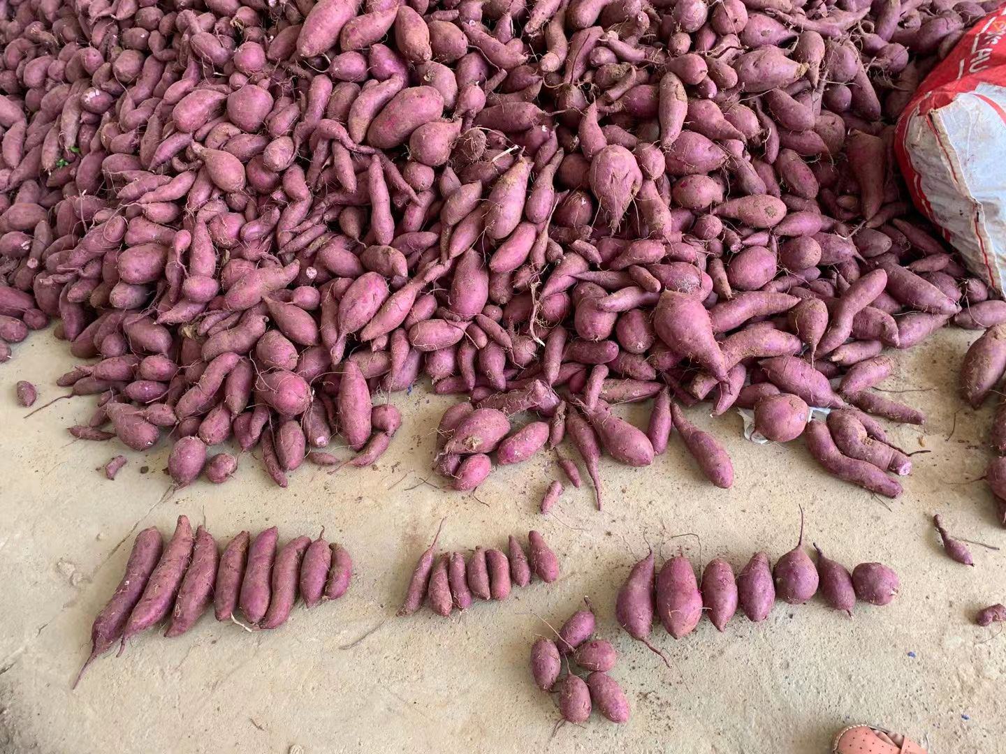 市场售卖红薯摊位图