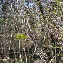 紫荊各种不同规格江西紫荊大量供应