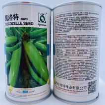 凯洛特西葫芦种子杂交品种原装正品种子