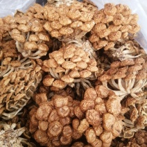 选躲滑子菇福建古田食用菌批发市场批发滑子菇，专卖更专业。