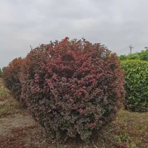 紫叶小檗球30/50/60/80/100规格齐全成活率高