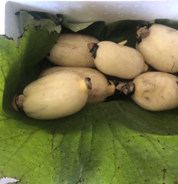 山东省淄博市桓台县自采马踏湖鲜藕,欢迎您的采购