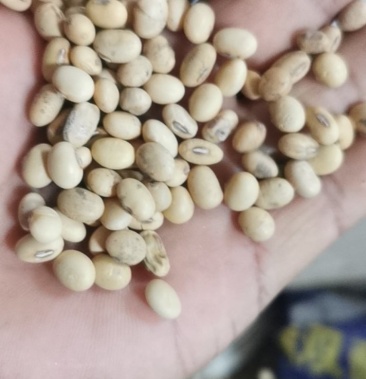 湖南省早熟大豆翠扇大豆冀豆12中黄豆产地直销量大从优