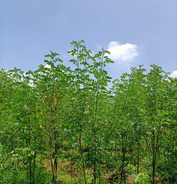 [黄花槐批发]绿化苗黄花槐价格5.00元/棵 - 一亩田